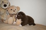 BORDER COLLIE 1294